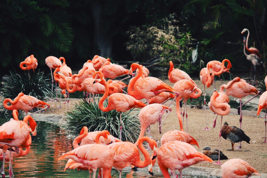 Top Things to Do in San Diego: Zoo, Safari Park, Beaches & Hidden Gems